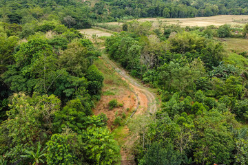 View of the path amidst green trees in the afternoon