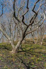 Spring landscape. Trees without leaves and fresh grass breaking through from under the ground.