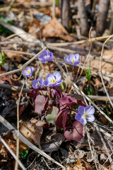 The first spring flowers after the snow melts. Small lilac flowers among last year's dry grass.
