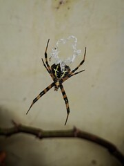 argiope appensa on web