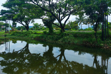 The trees on the edge of the lake cast shadows in the morning