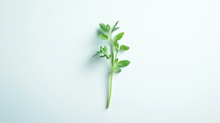 Fototapeta premium Single baby carrot with delicate green leaves, isolated in the center of a pure white background.