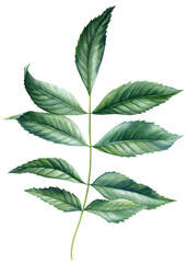 green branch with leaves, watercolor botanical painting, tropical foliage, realistic plant isolated natural design, forest clipart