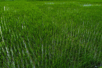 Views of neatly lined rice fields, creating a peaceful and beautiful atmosphere