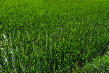 Views of neatly lined rice fields, creating a peaceful and beautiful atmosphere