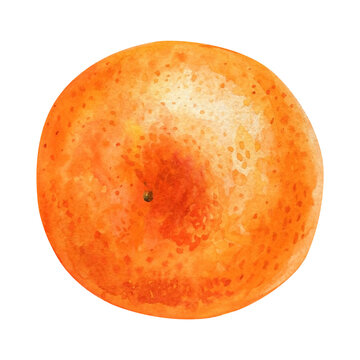 recommend clip art: Mandarin orange fruit clipart sweet watercolor citrus clipart fresh tangerine hand painted juicy tropical fruit food art