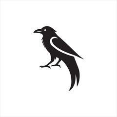 crow on a white background