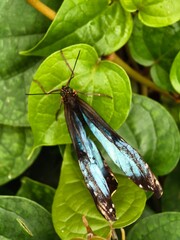 Schmetterlingspark Sassnitz