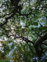 Tree canopy