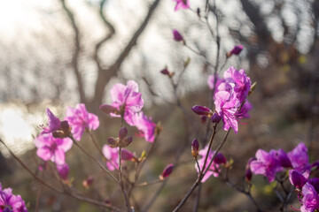 Fototapeta premium Rhododendron of bright pink color. Asian rhododendron. Rhododendron from the shores of the Pacific Ocean.