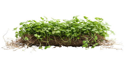 Fresh cilantro emerging vibrantly from its rich soil on a bright yellow background