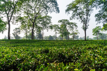 Lush Green Assam Tea Gardens on a Misty Morning