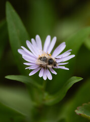 Bee resting on a pink aster flower in the mountains near Crested Butte, Colorado