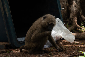 Young anubis baboon (Papio anubis) picking through trash for food in Ghana