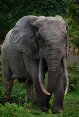 Majestic African Forest Elephant (Loxodonta cyclotis) with hue tusks walking through a lush green forest in Ghana