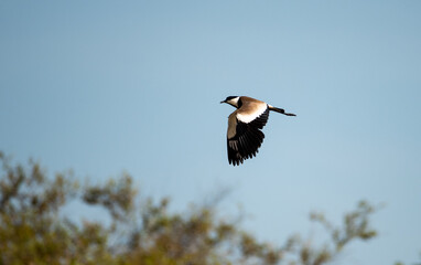 Spur-winged Lapwing (Vanellus spinosus) in flight with blue sky in the background