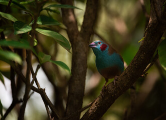Male red-cheeked cordonbleu (Uraeginthus bengalus) perched in a tree in Ghana. Close up portrait.