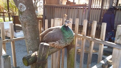 This is an animal that lives in Japan.