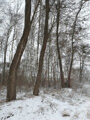 Winter in the forest, footprints in the snow, bushes covered with snow