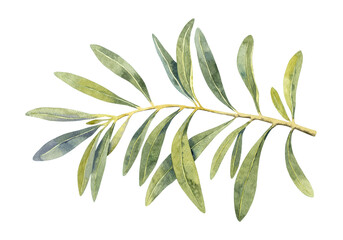 Watercolor olive green branch. Hand painted floral illustration element olives tree branches leaves isolated background. Drawings foliage. For fabric, wrapping, decor, wedding stationary gift