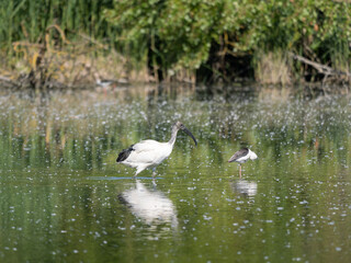 The African Sacred Ibis, a species of ibis, a Wading Bird in a Swamp