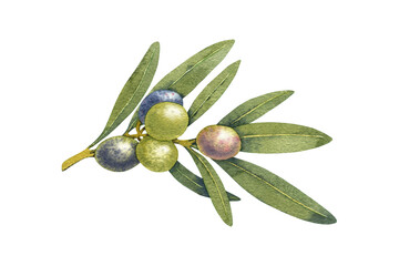 Watercolor olive branch green. Hand painted floral illustration element olives fruit tree branches leaves isolated background. Drawings food. Edible foliage. For fabric, wrapping paper decor