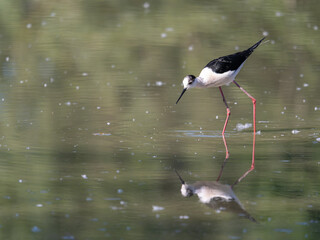 Black-winged Stilt, very long-legged wader in the Avocet and Stilt family Recurvirostridae e in a Swamp
