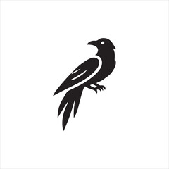 crow on a white background