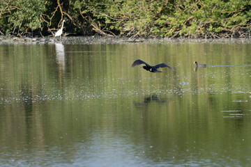The Great Black Cormorant flying over a Lake