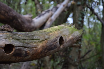 Old Tree Branch with Moss during Autumn