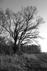 Laubbaum im Winter