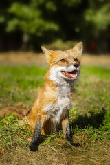 Small fox in the grass