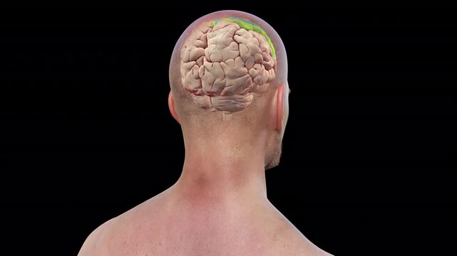 Precentral and postcentral gyrus of brain, animation