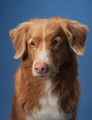 A close-up of a Nova Scotia Duck Tolling Retriever against a blue background, highlighting its soft fur and warm expression. The portrait captures the dog gentle and serene demeanor.