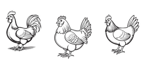 Chicken black silhouette vector illustrations is provide perfect for various applications. These striking and versatile graphics are ideal for digital and print media, including poster