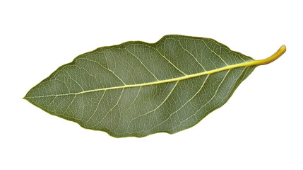 Obraz premium Bay leaf, isolated on transparent background