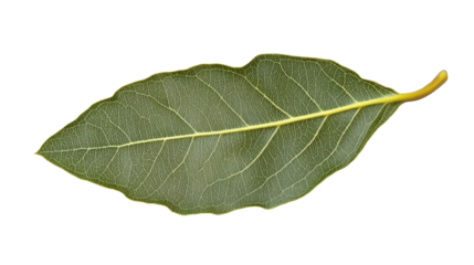 Bay leaf, isolated on transparent background