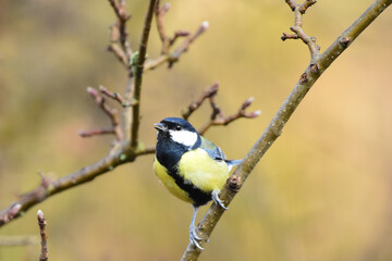 Great Tit, Parus Major Perched on a Apple Tree Branch, in Spring, Warm Blurred Background. Romania Wildlife in Natural Habitat. 