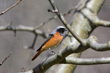 Common redstart, Phoenicurus Phoenicurus, Male, Perching on a Apple Tree Branch in Early Spring Season. Romania Wildlife in Natural Habitat.