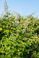 Rufus fruticosus, Roncier, Mure,