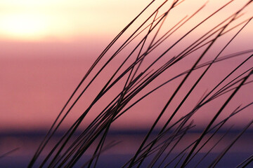Silhouettes of grass blades at sunset, vibrant colors of the sky.  Nature's beauty at twilight.