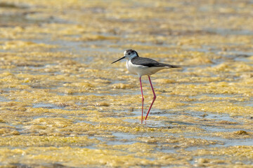 Echasse blanche,  Himantopus himantopus, Black winged , Marais salants, Limu ruppie; ruppia maritima, Guerande, Loire Atlantique, 44, France