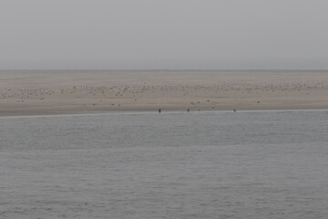 A wide, flat, light-brown sandy beach, dotted with many birds, meets a gray-toned river.  Calm water reflects the overcast sky.