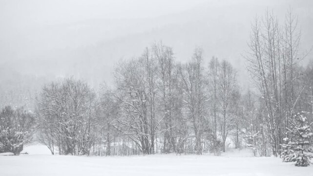 snow in mountains village covered with snow no visibility in the snow life in the north life in Siberia life in Norway trees and fields are covered with snow mountains are not visible due to snowfall