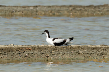 Avocette élégante, nid, Recurvirostra avosetta, Pied Avocet, marais salants , île de Noirmoutier, 85, Vendée, France