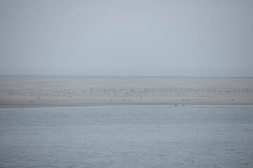 Large flock of seabirds rests on a wide, light-colored, flat shoreline.  Calm water surrounds the birds.