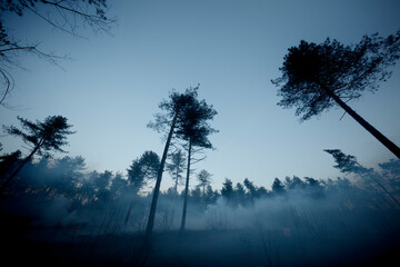 Silhouetted trees in a smoky forest at twilight.  Dense smoke obscures the ground.