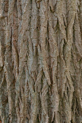 Close-up of a tree trunk's textured bark.  Deep fissures and ridges create a rough, layered surface.  Natural wood grain pattern.