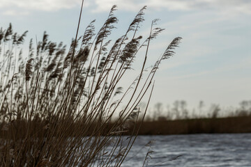 Silhouetted reeds sway gently over a dark river.  Cloudy sky above.