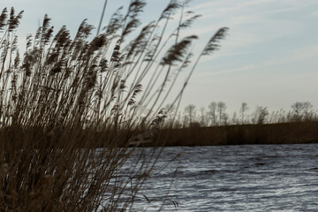 Windswept reeds line a calm riverbank.  Gray sky, muted colors.
